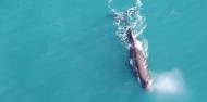 Wings Over Whales- Whale Watching Flights image 8