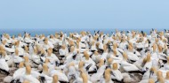 Bird Watching - Cape Kidnappers Gannet Safaris image 10