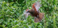 Wildlife Park - Zealandia Wildlife Sanctuary image 1