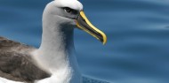 Bird Watching - Albatross Encounter | Kaikoura image 4