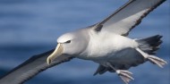 Bird Watching - Albatross Encounter | Kaikoura image 2