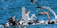 Bird Watching - Albatross Encounter | Kaikoura image 3