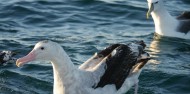 Bird Watching - Albatross Encounter | Kaikoura image 8