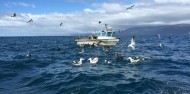 Bird Watching - Albatross Encounter | Kaikoura image 5