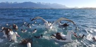 Bird Watching - Albatross Encounter | Kaikoura image 7