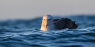 Bird Watching - Albatross Encounter | Kaikoura image 1