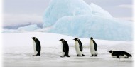 International Antarctic Centre image 6