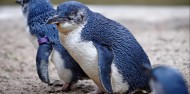 International Antarctic Centre image 9