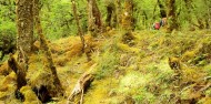 Canyoning - Mt Aspiring image 10