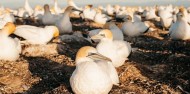 Bird Watching - Cape Kidnappers Gannet Safaris image 4