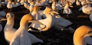 Bird Watching - Cape Kidnappers Gannet Safaris image 5