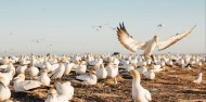 Bird Watching - Cape Kidnappers Gannet Safaris image 3