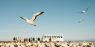 Bird Watching - Cape Kidnappers Gannet Safaris image 9