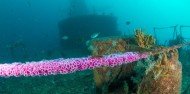 Scuba Diving - Dive Tutukaka image 3