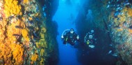 Scuba Diving - Dive Tutukaka image 4