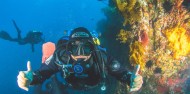 Scuba Diving - Dive Tutukaka image 8