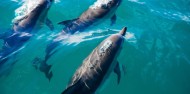 Dolphin Encounter image 1