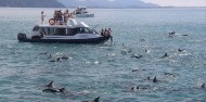 Dolphin Encounter image 4