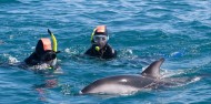 Dolphin Encounter image 5