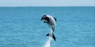 Akaroa Harbour Nature Cruise image 1