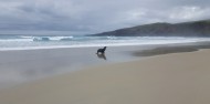 Dunedin Bays & Beaches image 1