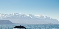 Kaikoura Day Tour & Whale Watching image 7