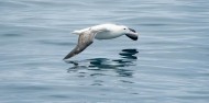 Kaikoura Day Tour & Whale Watching image 10