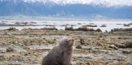 Kaikoura Day Tour & Whale Watching image 2