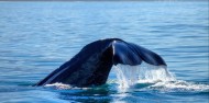 Whale Watch image 6