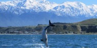 Kayaking - Kaikoura Kayaks image 5