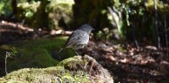 Boat Cruise - Franz Josef Wilderness Tours image 2