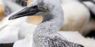 Bird Watching - Cape Kidnappers Gannet Safaris image 1