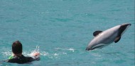 Dolphin Swim - Akaroa Harbour image 6