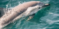 Whale & Dolphin Safari image 4