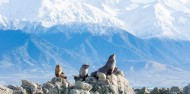 Kaikoura Day Tour & Whale Watching image 4