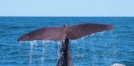 Whale Watch image 1