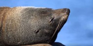 Kaikoura Day Tour & Whale Watching image 8