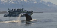 Whale Watch image 8