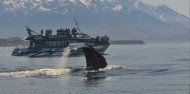 Whale Watch image 8