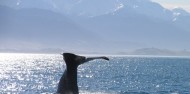 Kaikoura Day Tour & Whale Watching image 5
