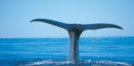 Kaikoura Day Tour & Whale Watching image 1