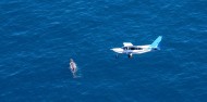 Ziplining & Whale Watching Flight Combo image 5