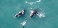 Wings Over Whales- Whale Watching Flights image 3