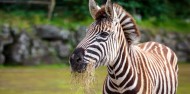 Auckland Zoo - Te Wao Nui - The Living Realm image 7