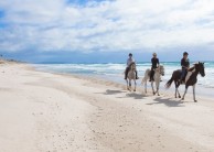 Horse Riding & Wine Tour - Auckland & Beyond Tours