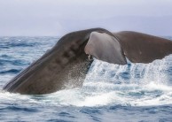 Whale Watching and Scenic Flights - Kaikoura Helicopters