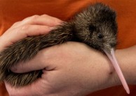 Wildlife Park - National Kiwi Hatchery