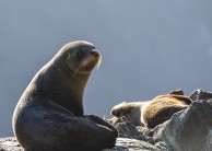 Milford Sound Coach & Cruise from Queenstown - RealNZ