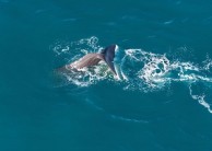 Whale Watching & Scenic Flights - South Pacific Helicopters