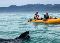 Kayaking - Seal Kayak Kaikoura